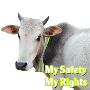 My Safety My Rights