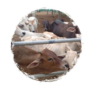 Cowshed For Goumata