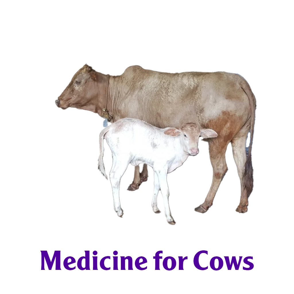 Medicine For Cows/Nandi