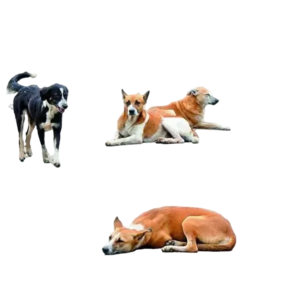Save A Dog