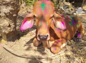 holi with nandan nandi