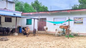 Playing Cows at Goshala