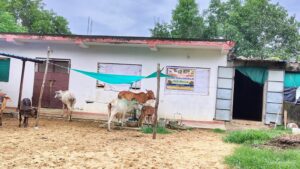 Playing Cows at Goshala