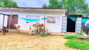 Playing Cows at Goshala