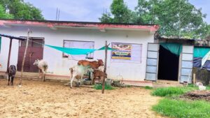 Playing Cows at Goshala