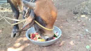 Nandan Eating Watermelon