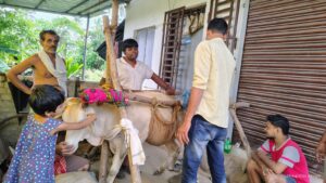 Cow Lifting on Accident Case at Chandanpur