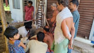 Cow Lifting on Accident Case at Chandanpur